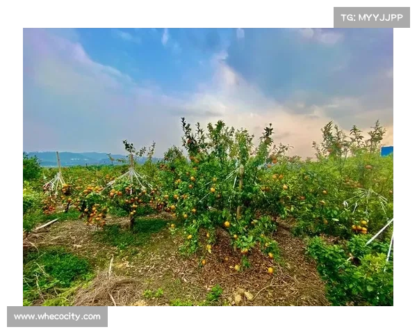 种植高地红石榴的五大技巧助你收获丰盈果实的方法揭秘 种植高地红石榴的五大技巧助你收获丰盈果实的方法揭秘